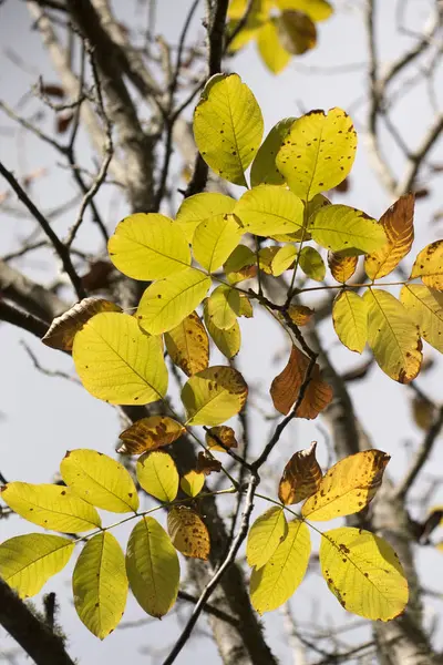 Höst löv gren — Stockfoto