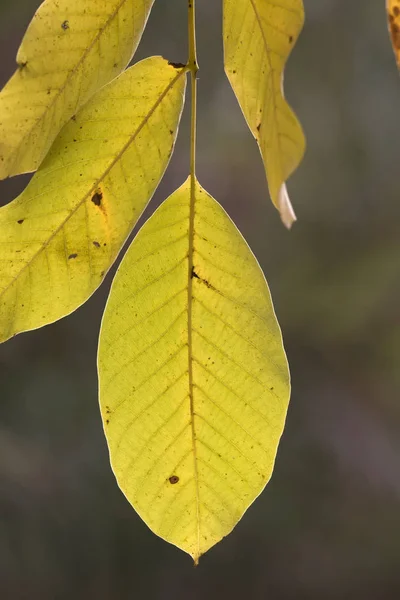 Feuilles d'automne branche — Photo