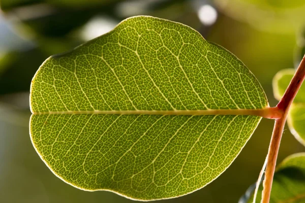 Aderen van groene blad — Stockfoto