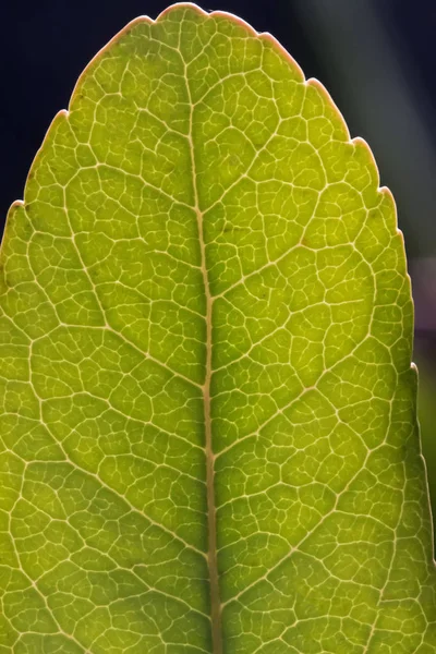 Žíly zelených listů — Stock fotografie