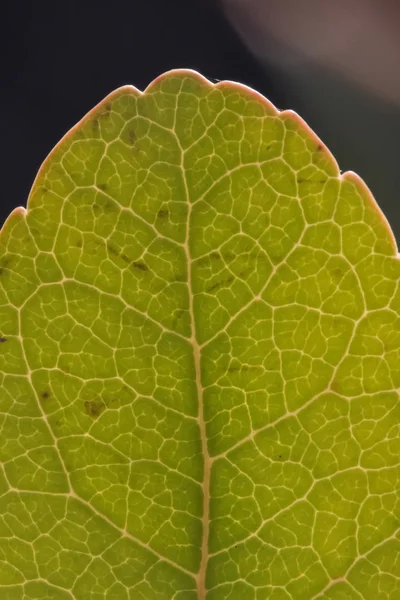 Vene di foglia verde — Foto Stock