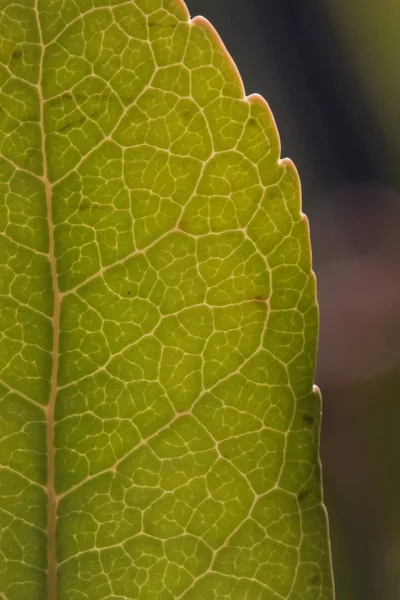 Vene di foglia verde — Foto Stock