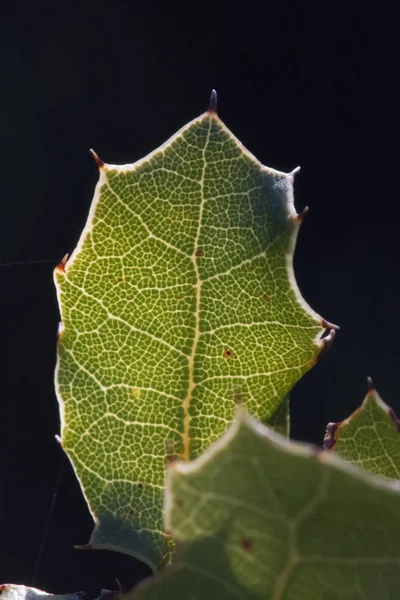 Veines de feuilles vertes — Photo