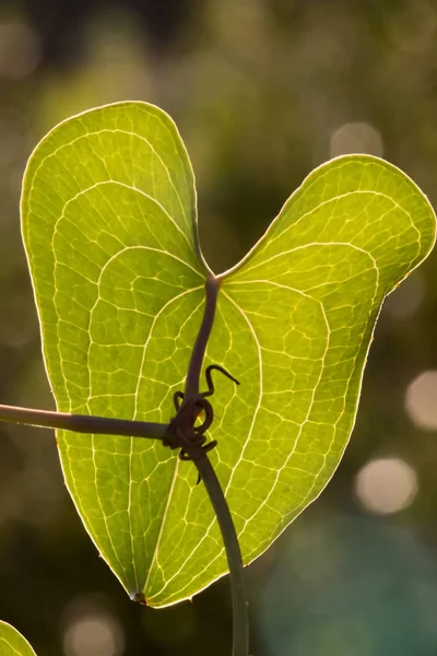 Veins of smilax leaf — Stock Photo, Image