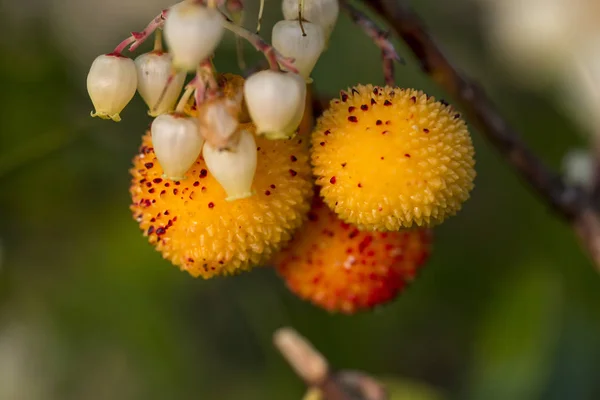 Frutos de morangueiro — Fotografia de Stock