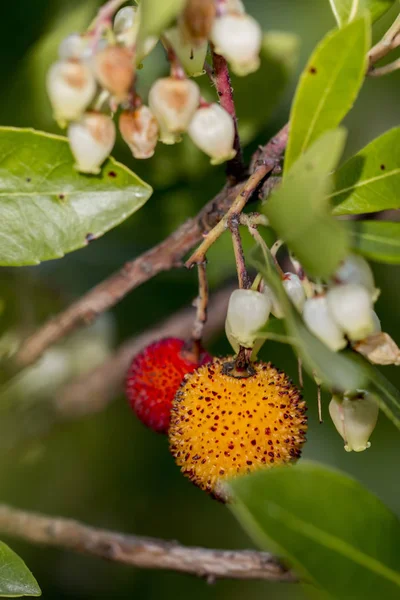 Erdbeerbaum (arbutus unedo)) — Stockfoto