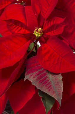 Güzel Atatürk çiçeği (Euphorbia pulcherrima) çiçek.