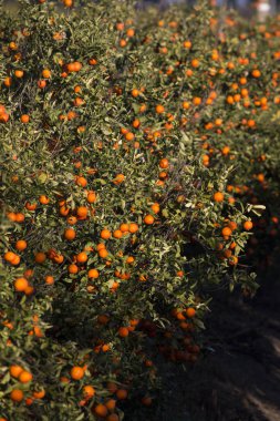 portakal ağacı meyve bahçesi