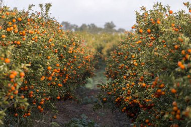 portakal ağacı meyve bahçesi