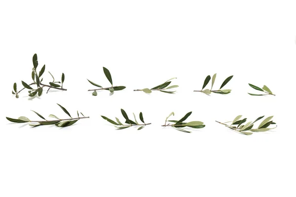 Takken van de olijfboom — Stockfoto