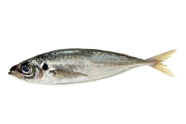 RAW makrela krótki ryb — Zdjęcie stockowe