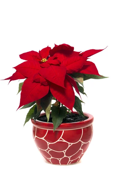 Beautiful poinsettia (Euphorbia pulcherrima) flower. — Stock Photo, Image