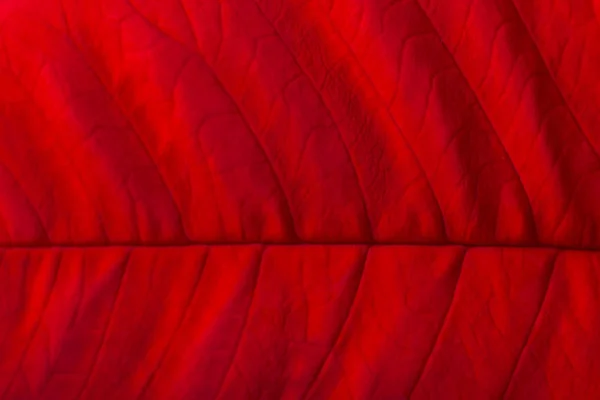 Macro de hoja de poinsettia roja — Foto de Stock