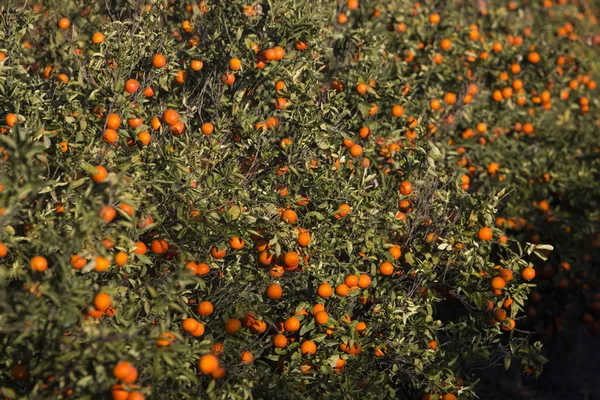 Pomarańczowy sadem — 스톡 사진