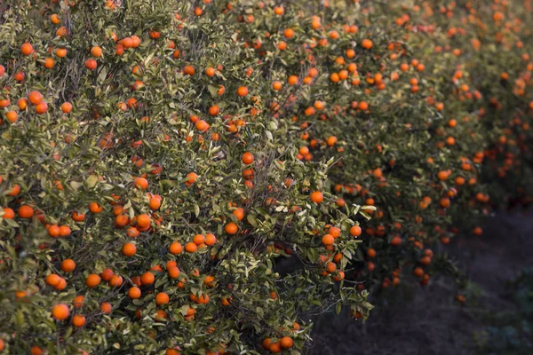Orange träd fruktträdgård — Stockfoto