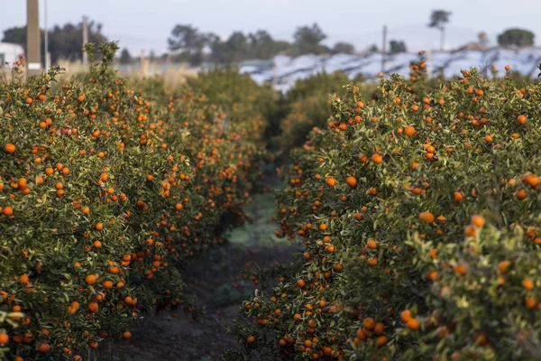 Frutteto arancio — Foto Stock