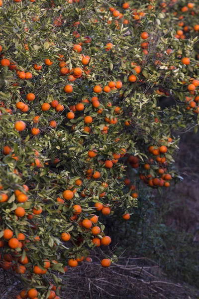 Narancsfa orchard — Stock Fotó