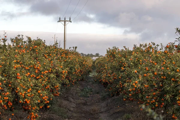 Orange tree orchard — Stock Photo, Image