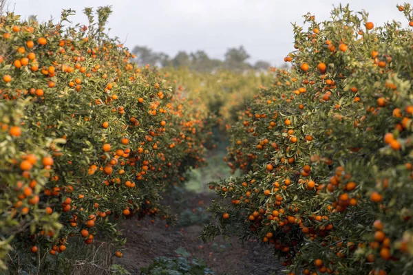 Orange träd fruktträdgård — Stockfoto