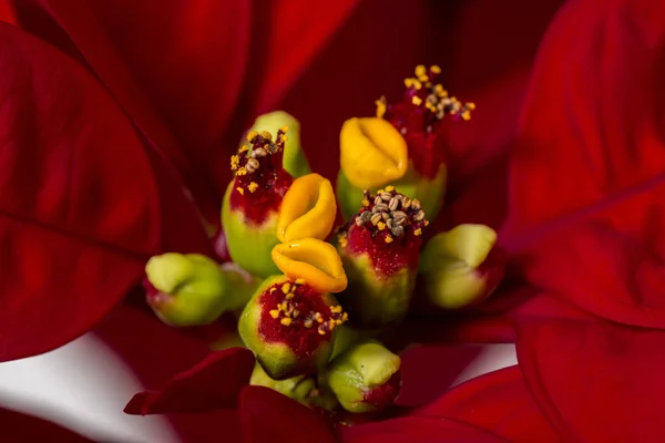 Beautiful poinsettia (Euphorbia pulcherrima) flower. Stock Image