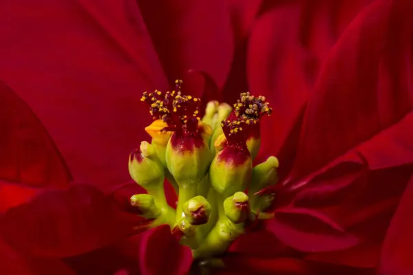 Beautiful poinsettia (Euphorbia pulcherrima) flower. Stock Image