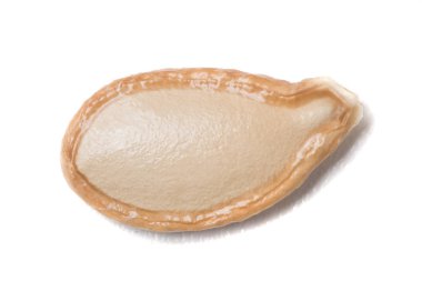 Büyük turuncu kabak çekirdeği