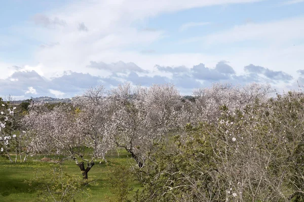 Beaux Amandiers Campagne Sous Ciel Nuageux Région Algarve Portugal — Photo