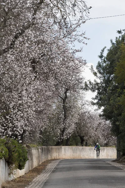 Beautiful Almond Trees Side Road Located Algarve Region Portugal — Stock Photo, Image