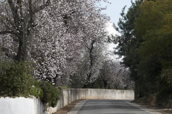 Beautiful Almond Trees Side Road Located Algarve Region Portugal — Stock Photo, Image