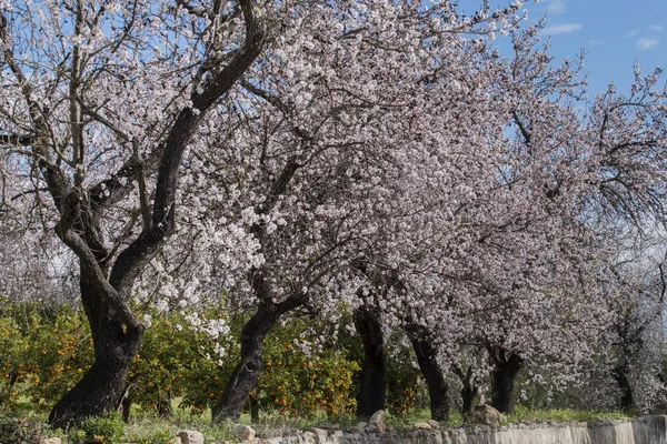 Beautiful Almond Trees Countryside Located Algarve Region Portugal — Stock Photo, Image