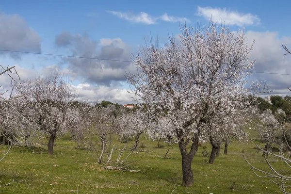 Beautiful Almond Trees Countryside Cloudy Sky Algarve Region Portugal — Stock Photo, Image