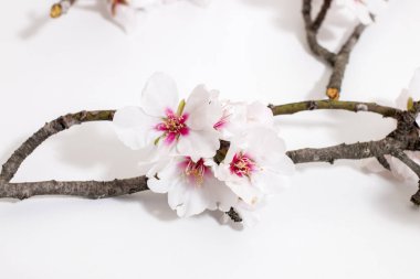 Beyaz bir arka plan üzerinde izole badem ağacı dalı.