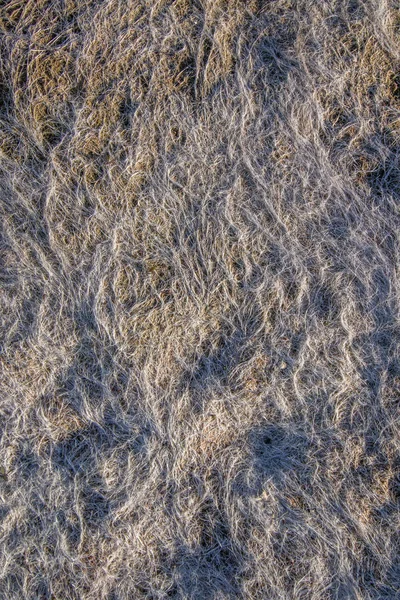 ビーチで干潮の乾燥草 — ストック写真