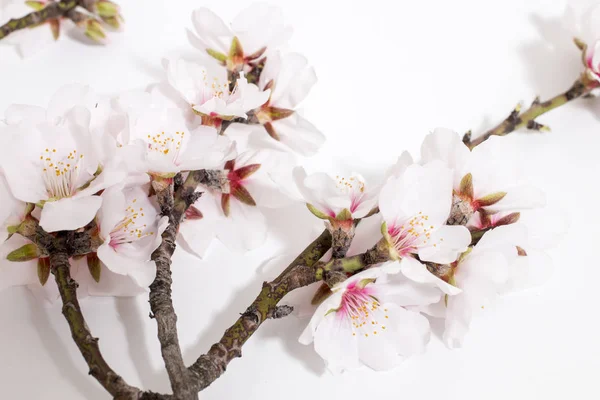 Almond Tree Branch Isolated White Background — Stock Photo, Image