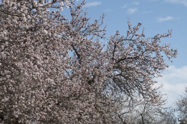 Portekiz Algarve bölgesi üzerinde yer alan kırsal, güzel badem ağaçları