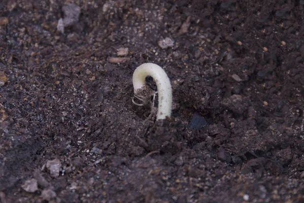 New Seed Pumkin Growing Dirt Closeup — Stock Photo, Image