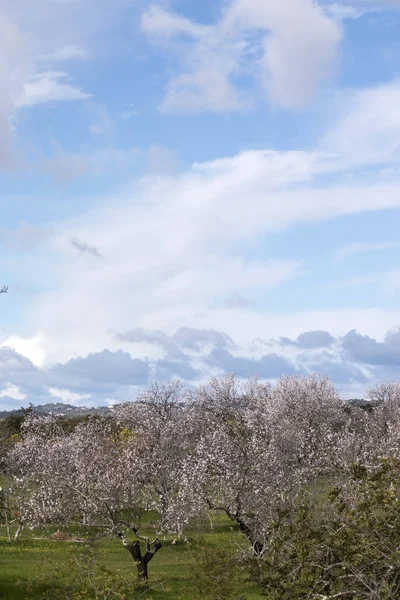 Beautiful Almond Trees Countryside Cloudy Sky Algarve Region Portugal — Stock Photo, Image