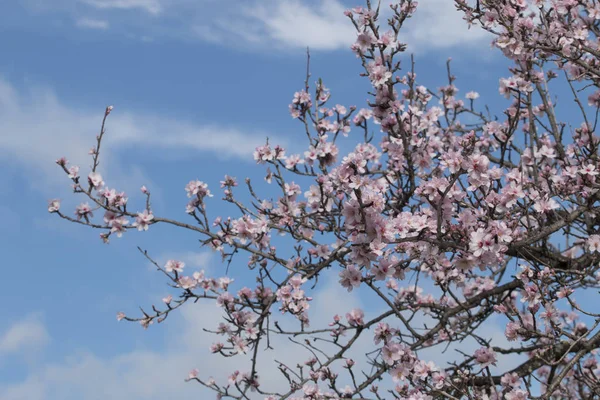 Badem ağaçta güzel kırsal altında bulutlu gökyüzü, Algarve bölgesi, Portekiz