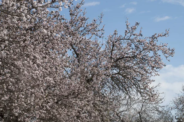 Portekiz Algarve bölgesi üzerinde yer alan kırsal, güzel badem ağaçları