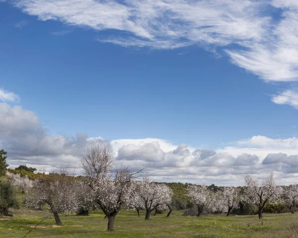 Piękne Drzewa Migdałowego Wsi Pod Zachmurzonym Niebie Regionu Algarve Portugalia — Zdjęcie stockowe