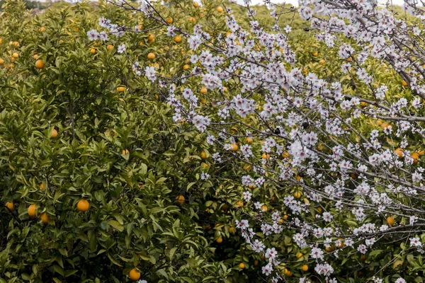 Vackra Mandelträd Landsbygden Ligger Regionen Algarve Portugal — Stockfoto