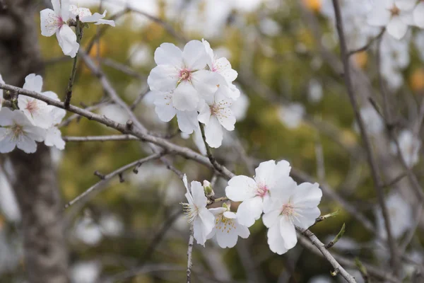 Closeup Beautiful Blossoming Almond Tree Countryside Located Algarve Region Portugal — Stock Photo, Image