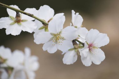 Portekiz Algarve bölgesi üzerinde yer alan çiçek açması badem güzel ağaçta kırsal, closeup