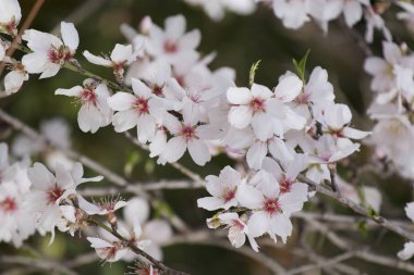 Portekiz Algarve bölgesi üzerinde yer alan çiçek açması badem güzel ağaçta kırsal, closeup