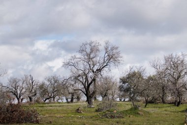 Badem ağaçta güzel kırsal altında bulutlu gökyüzü, Algarve bölgesi, Portekiz