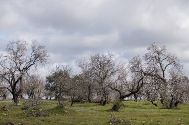 Badem ağaçta güzel kırsal altında bulutlu gökyüzü, Algarve bölgesi, Portekiz