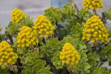Bir güzel aeonium (Aeonium simsii) lezzetli, ağaç olağanüstüsarı bilinen görünümünü kapat.