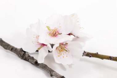 Beyaz bir arka plan üzerinde izole badem ağacı dalı.
