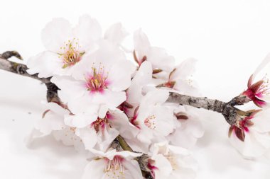 Beyaz bir arka plan üzerinde izole badem ağacı dalı.