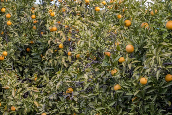 Orange träd fruktträdgård — Stockfoto